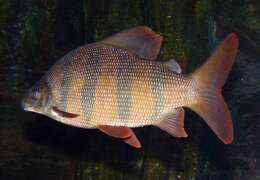 Image of Banded Distichodus