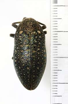 Image of Julodis whithilli