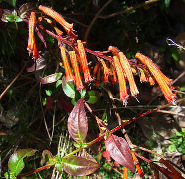 Image of Cuphea pinetorum Benth.