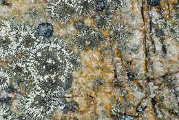 Image of xanthoparmelia lichen