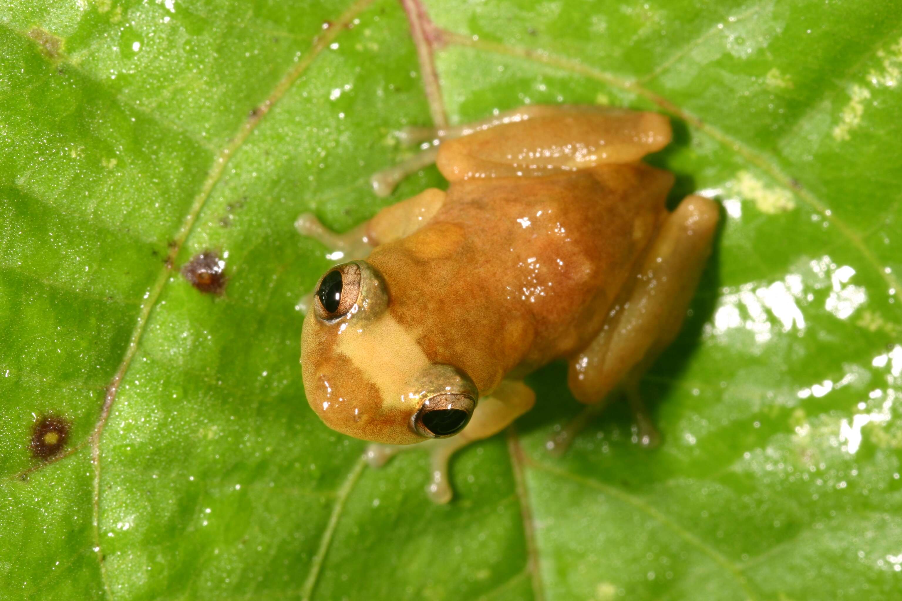 Image of Coqui llanero