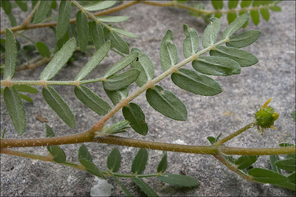 Image of puncturevine