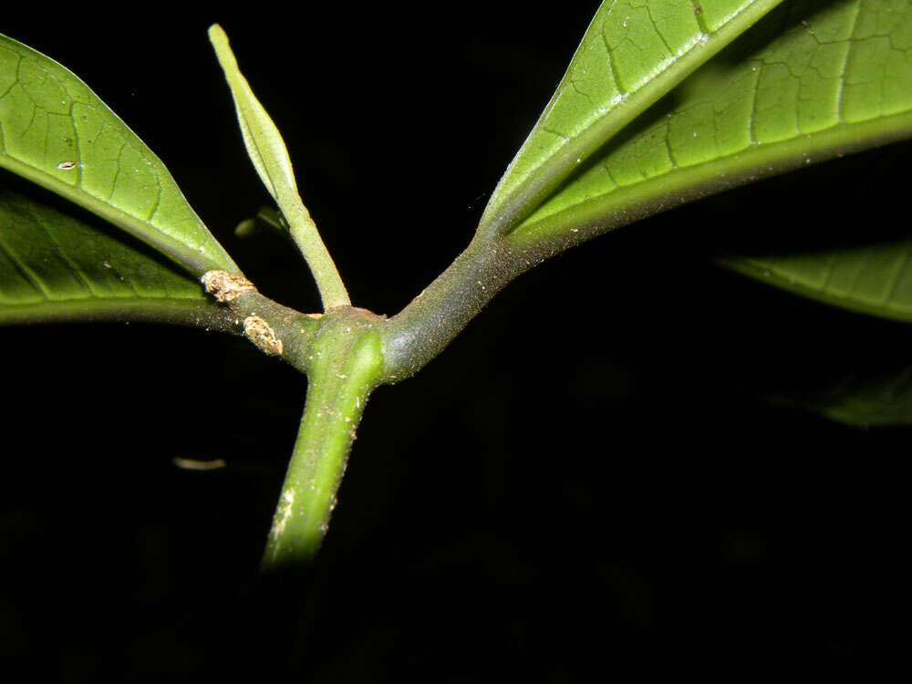 Image of Miconia gracilis Triana