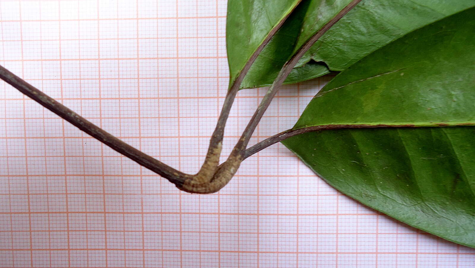 Image of Conchocarpus