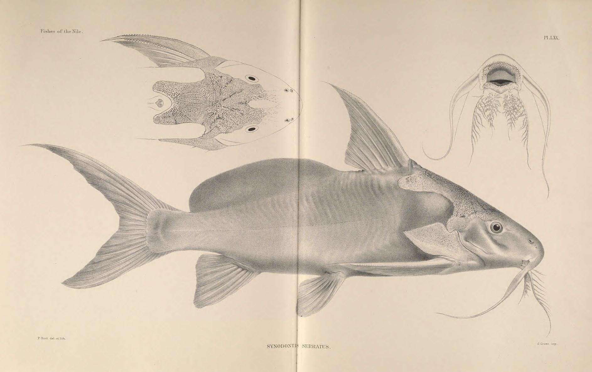 Synodontis serratus Rüppell 1829 resmi