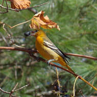 Image of New World orioles