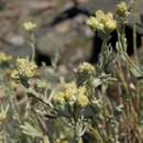 Image of gray chickensage