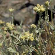 Image of gray chickensage