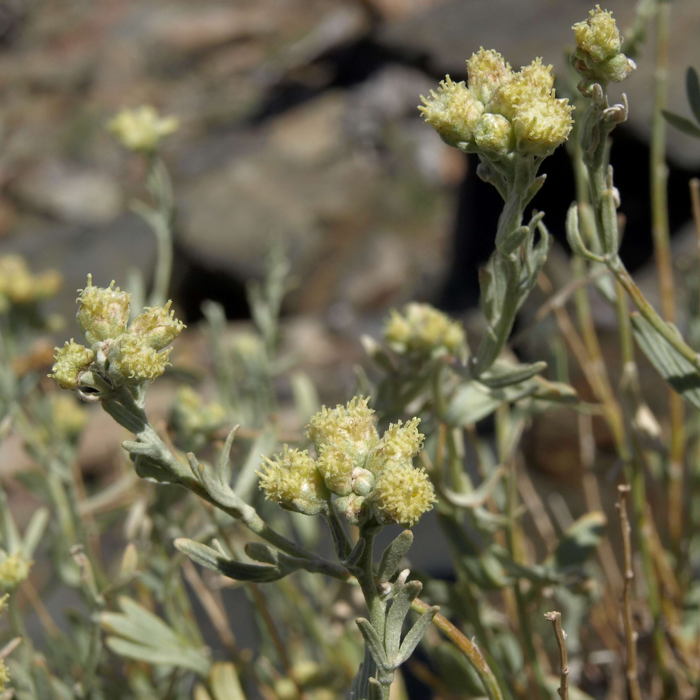 Image of gray chickensage