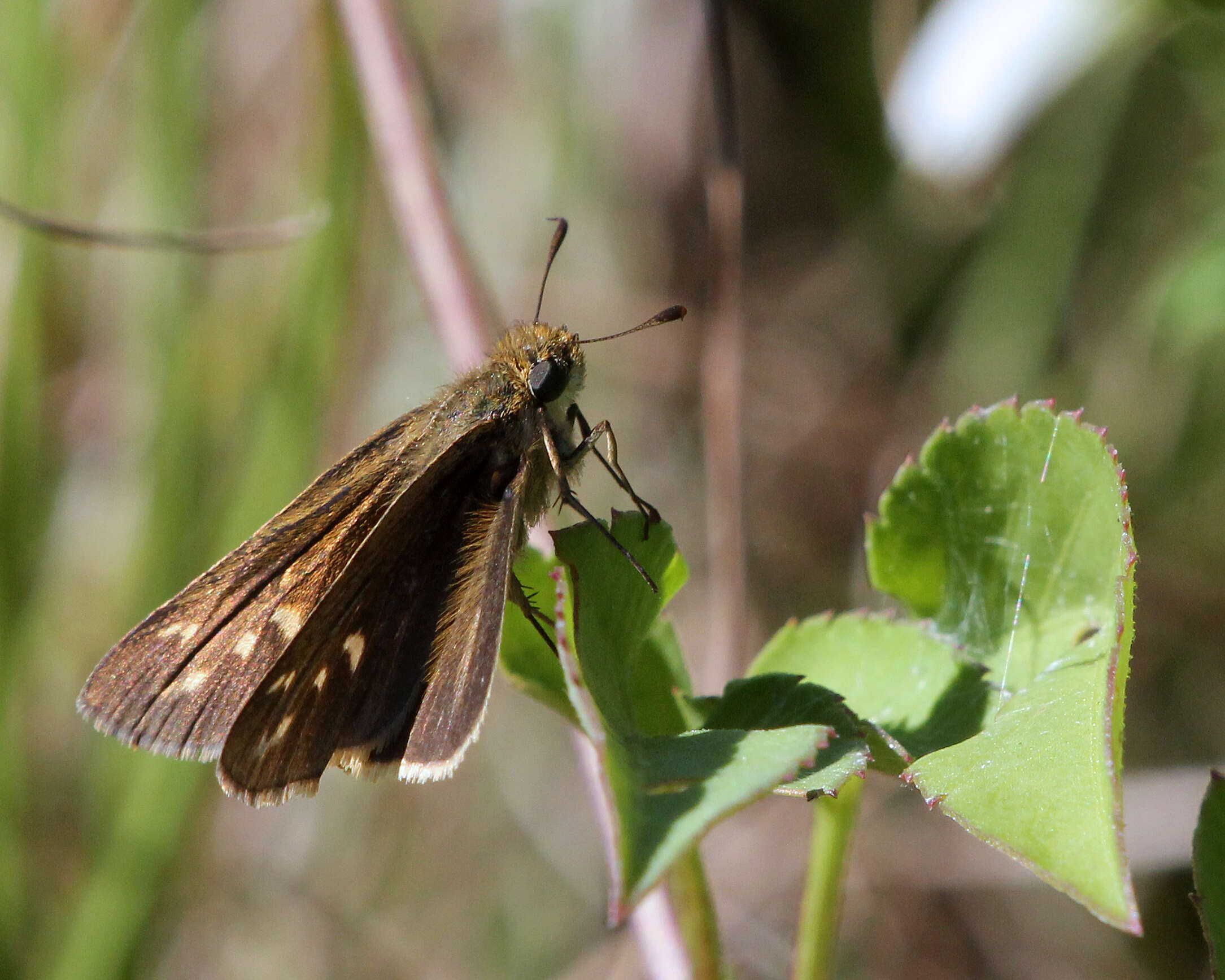 Image of Salt Marsh Skipper