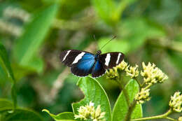 Image of Heliconius