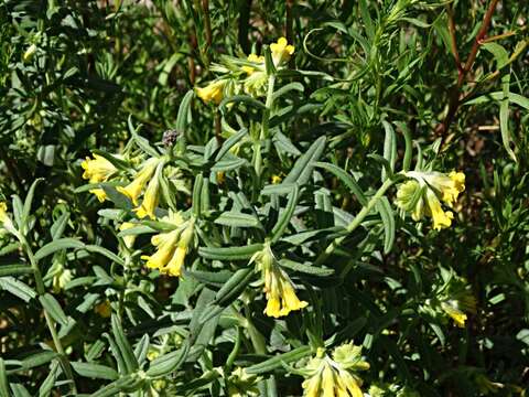 Image of smooththroat stoneseed