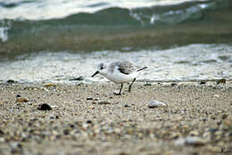 Image of Calidris Merrem 1804