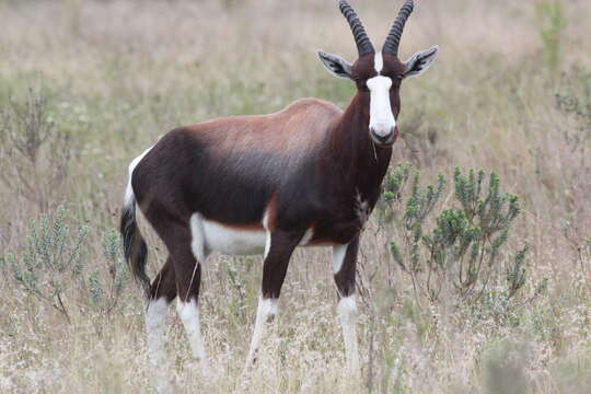 Image of <i>Damaliscus pygargus dorcas</i>