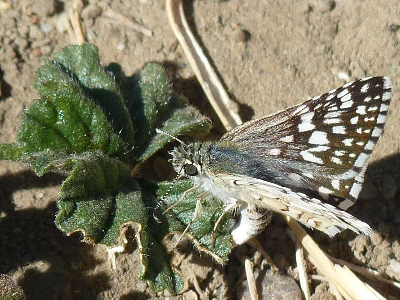 Image of Common Checkered Skipper