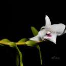 Image of Dendrobium parthenium Rchb. fil.