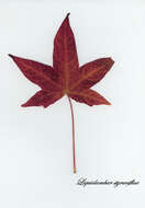 Image of American Sweetgum