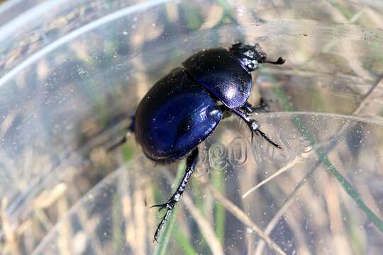 Слика од Trypocopris vernalis (Linnaeus 1758)