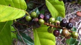 Image of Coccoloba arborescens (Vell.) Howard