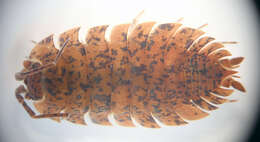 Image of Porcellionidae