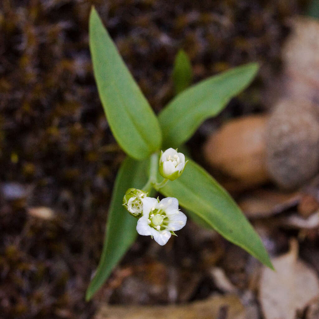 Слика од Moehringia macrophylla (Hook.) Fenzl