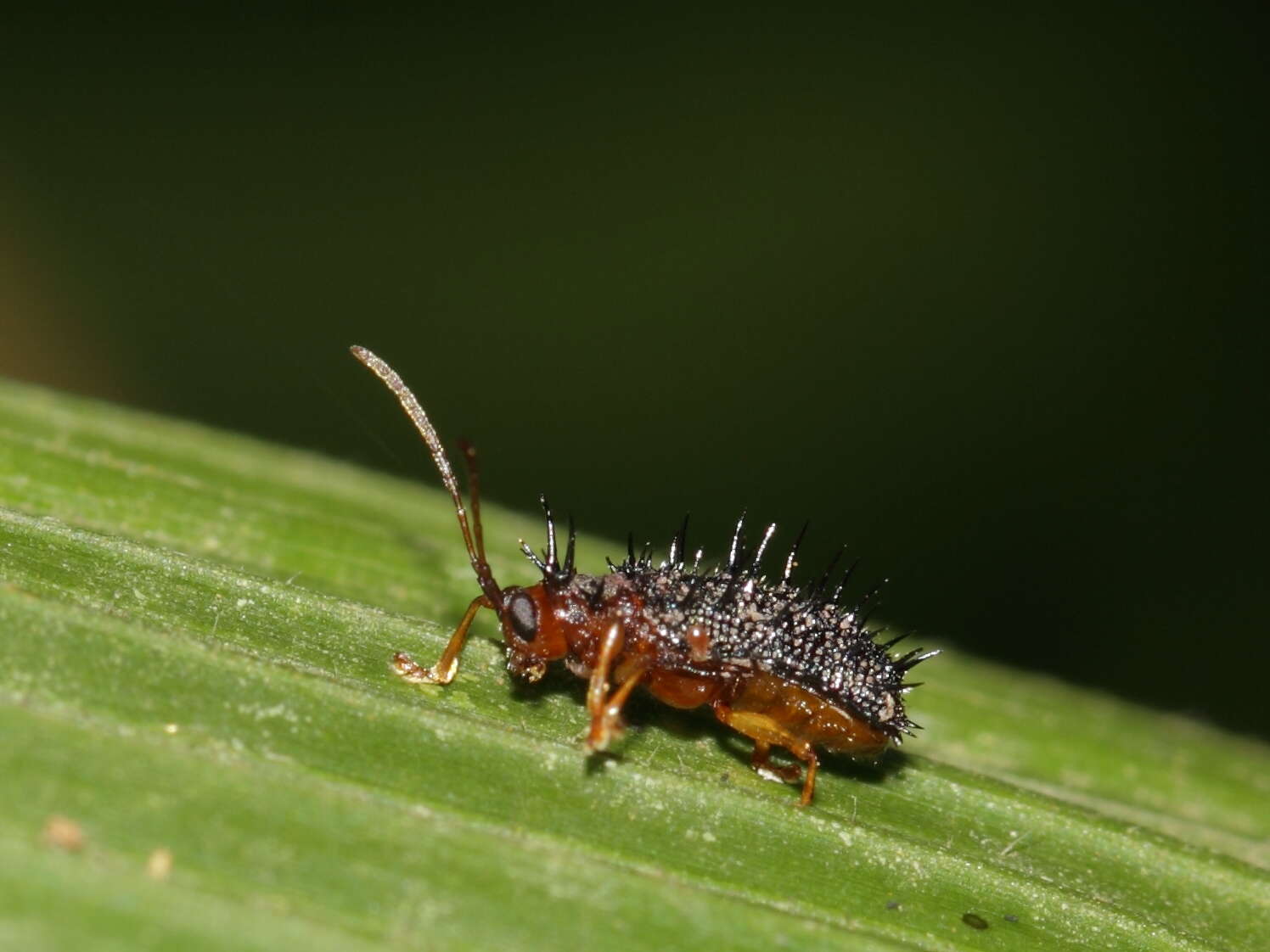 Image of Rice hispa