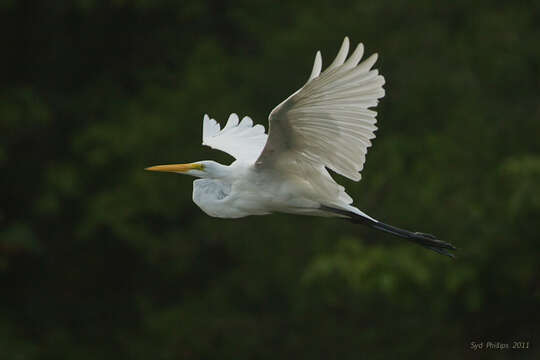 Image of Great Egret