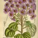 Imagem de Aster fuscescens Bur. & Franch.