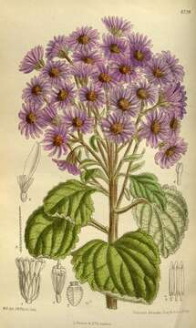 Image of Aster fuscescens Bur. & Franch.