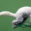 Image of Geoffroy's Dwarf Lemur