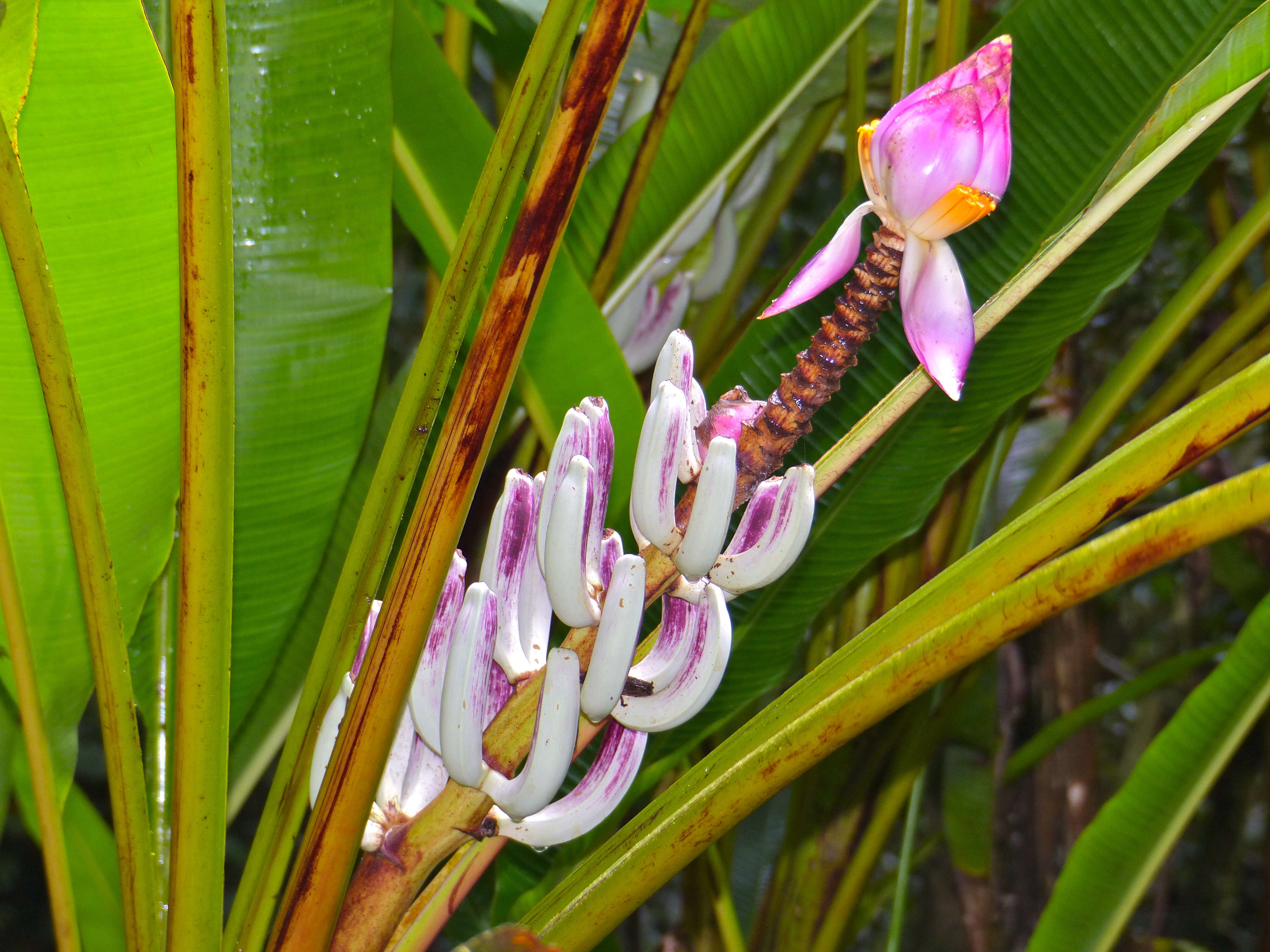 Image of Musa campestris Becc.