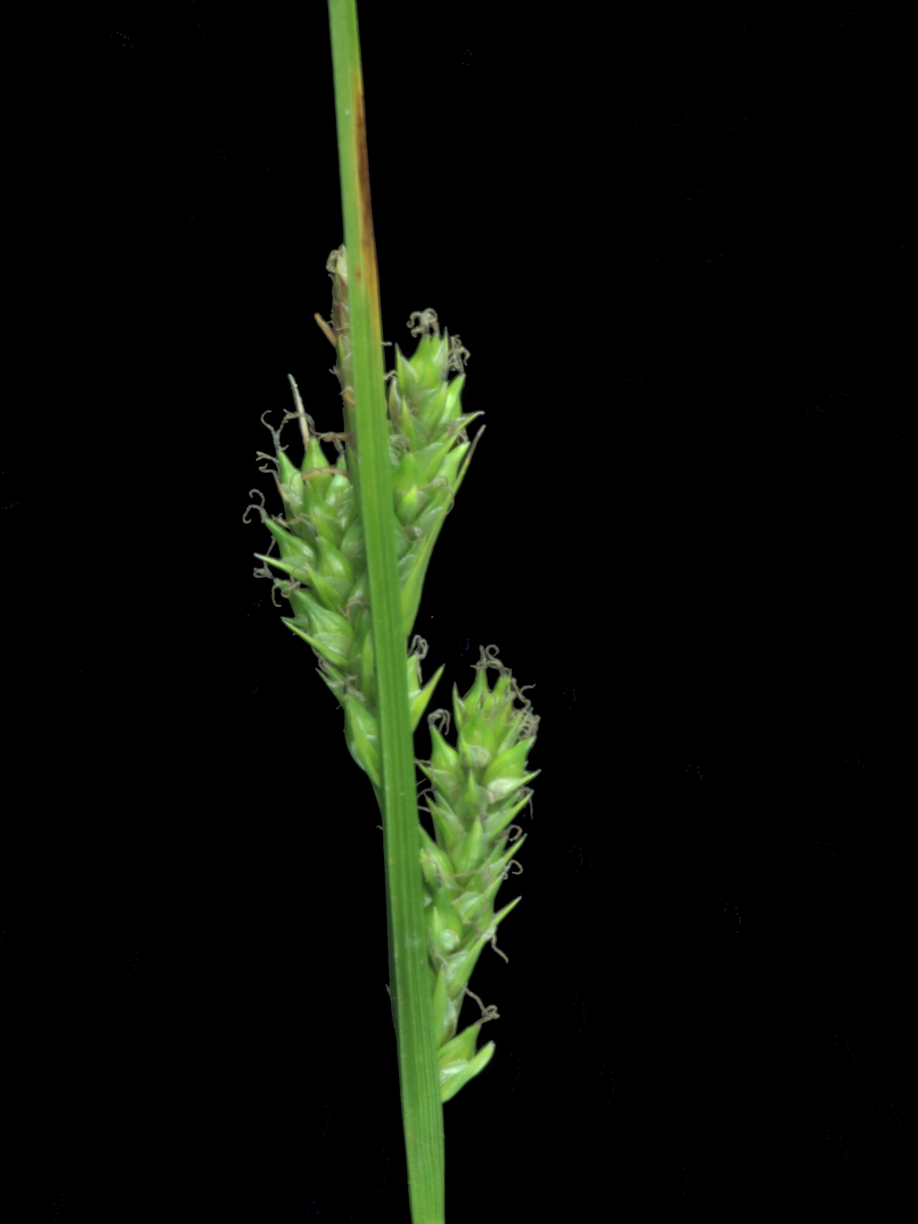 Image of Whitney's sedge