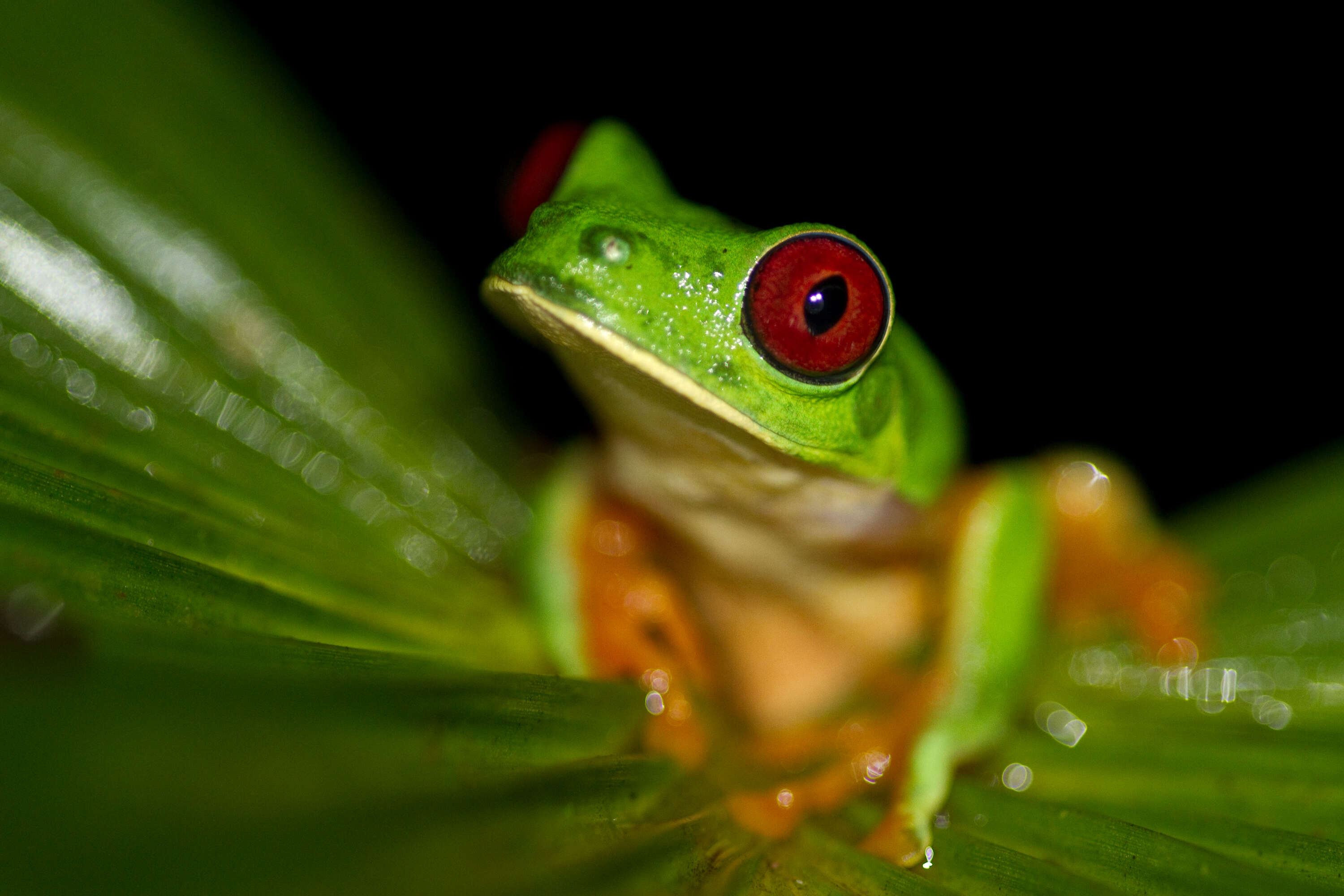 Image of Red-eyed Leaf frog