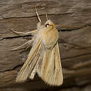 Image of Sand-verbena Moth