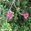 Image de Mutisia grandiflora Humb. & Bonpl.