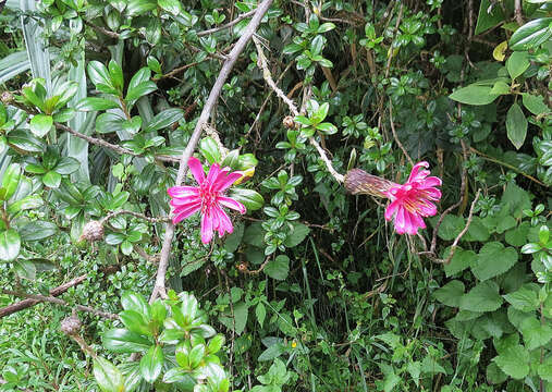 Image of Mutisia grandiflora Humb. & Bonpl.