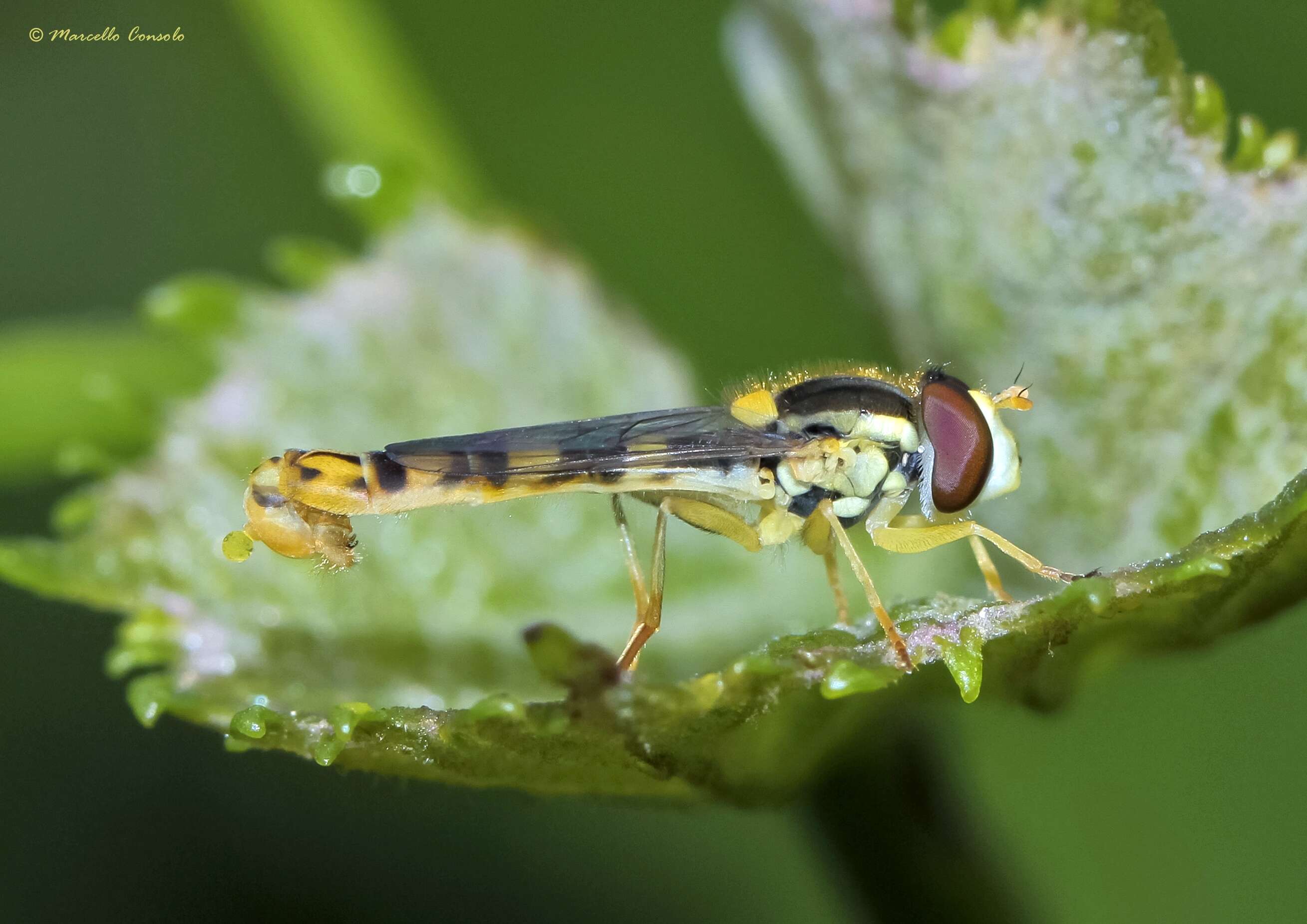 Image of Sphaerophoria scripta (Linnaeus 1758)