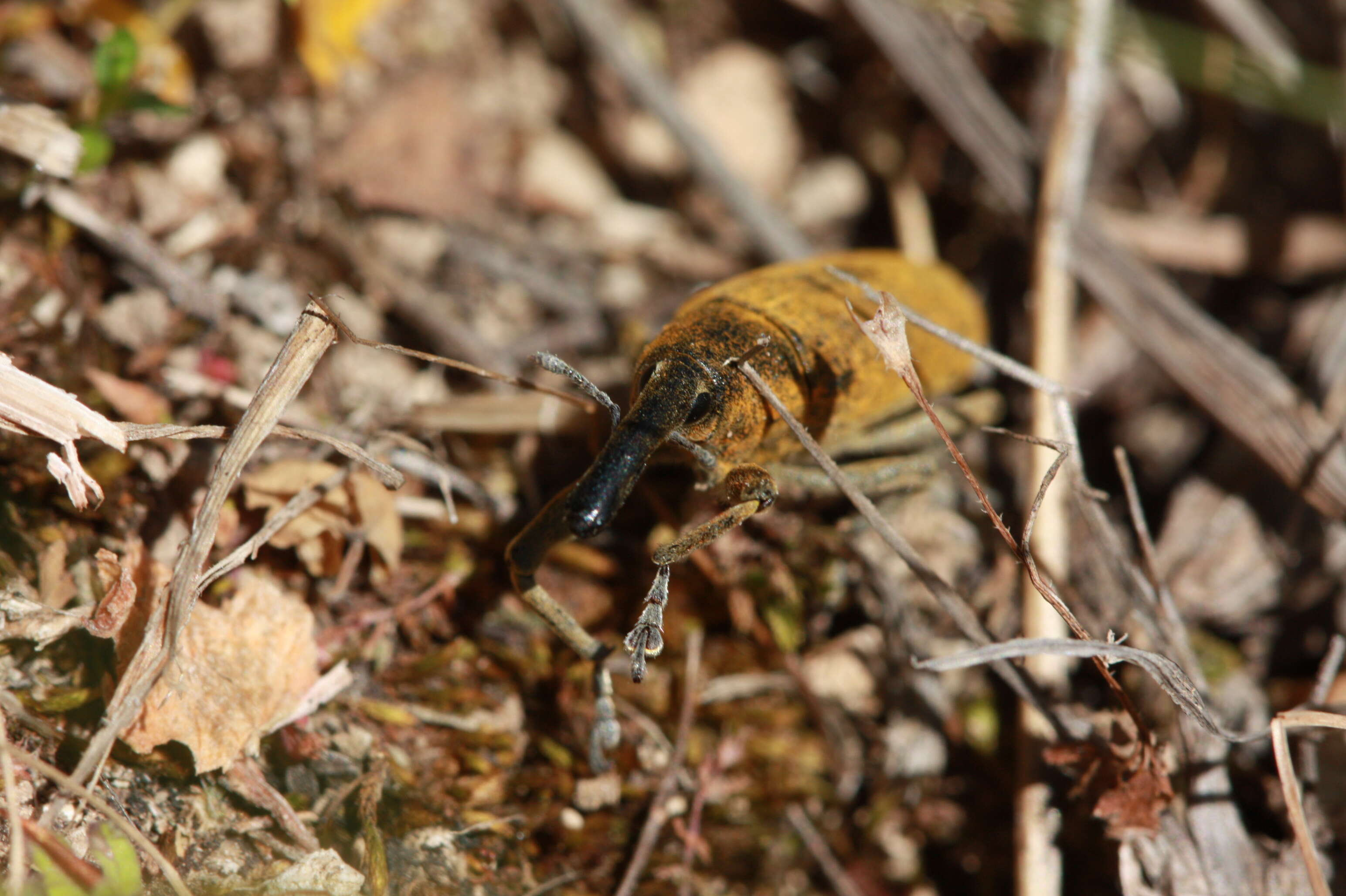 Слика од Lixus angustatus Dahl