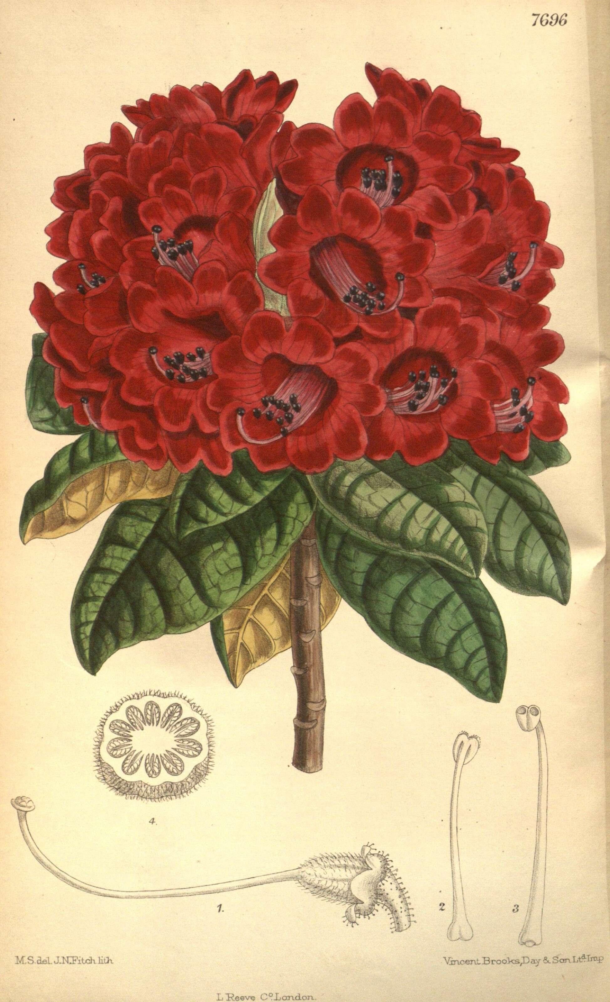 صورة Rhododendron arboreum Sm.