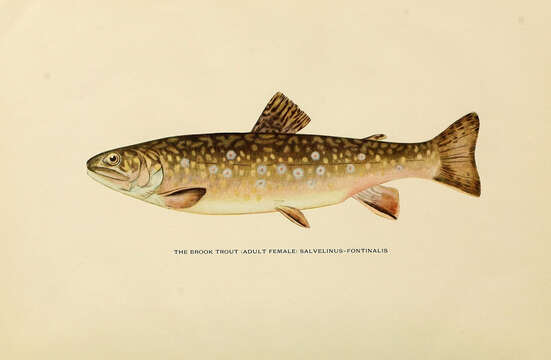 Image of brook trout