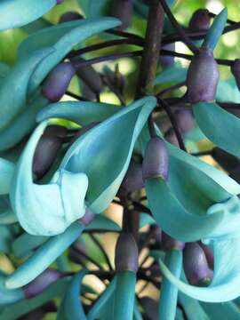 Image of Jade Vine