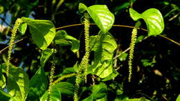 Image of Coccoloba arborescens (Vell.) Howard