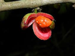 Image of Casearia hirsuta Sw.