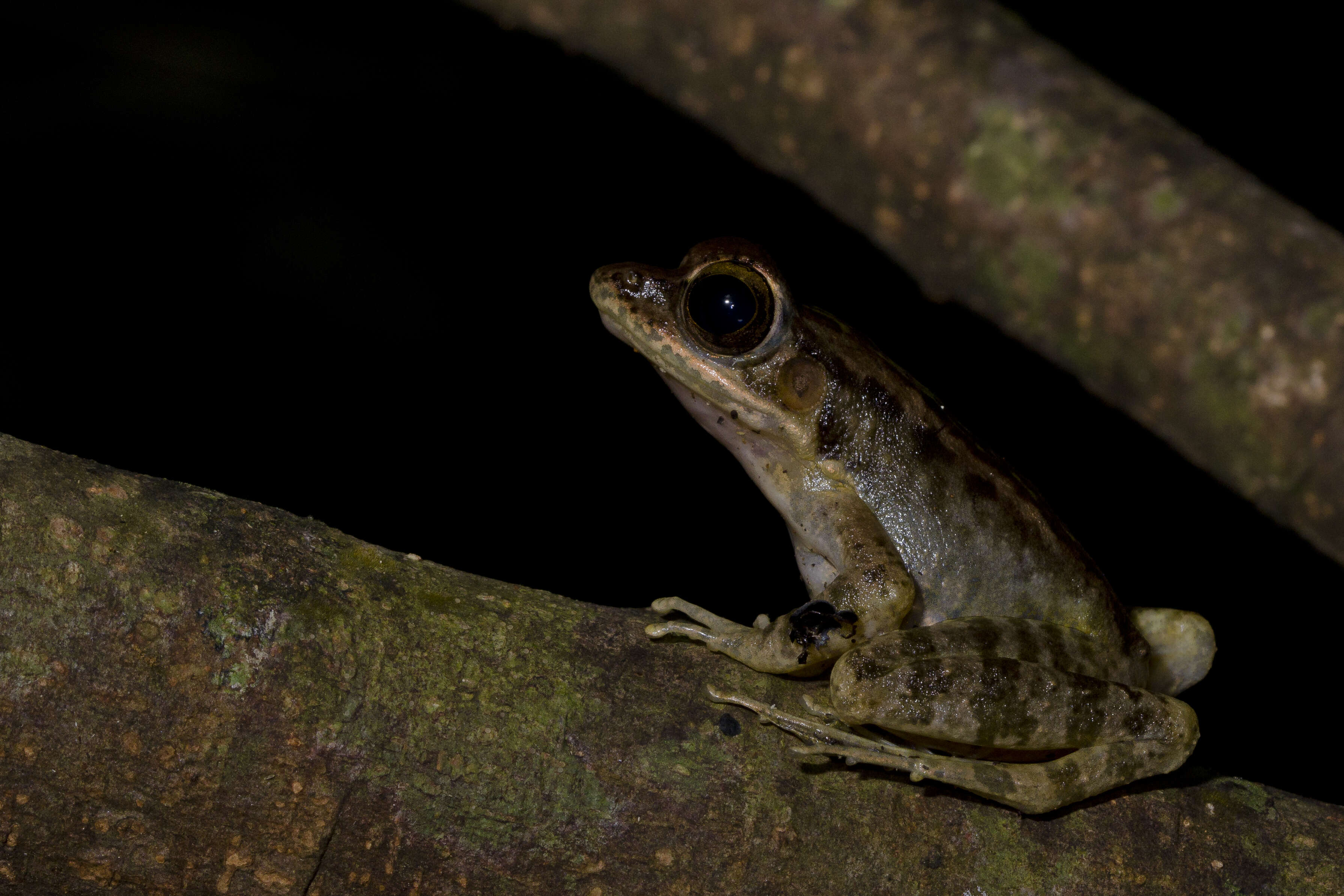 Image of Okinawa Tip-nosed Frog