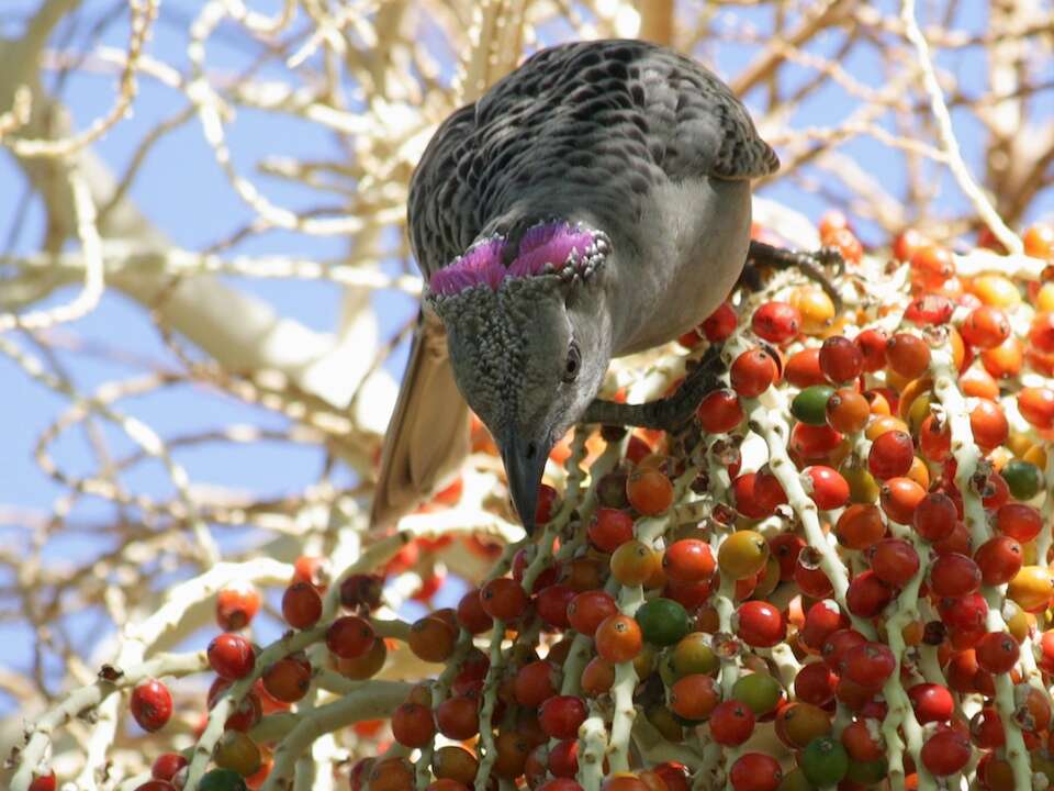 Image of Great Bowerbird