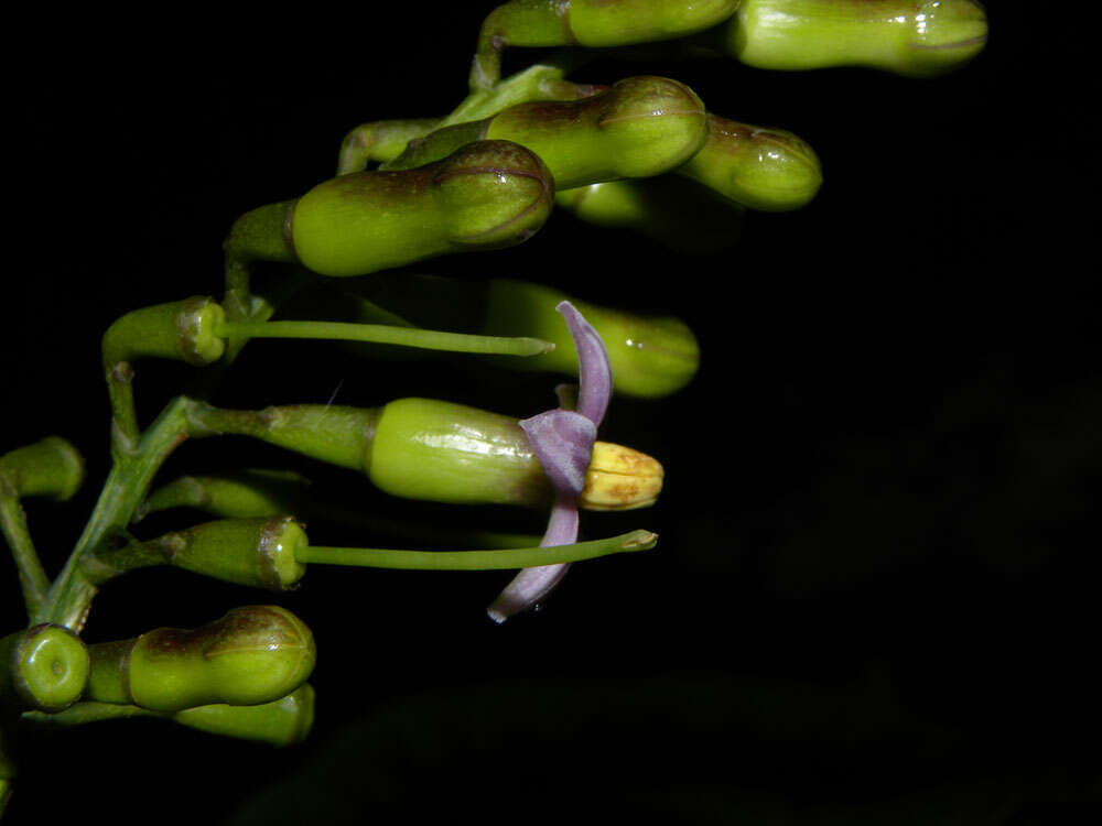 Image de Rustia occidentalis (Benth.) Hemsl.