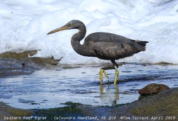 Image of Egretta Forster & T 1817