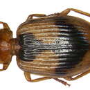 Image of Lebia (Lebia) darlingtoniana Baehr 2004