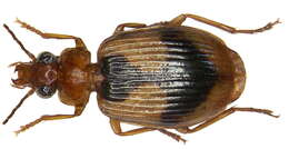 Image of Lebia (Lebia) darlingtoniana Baehr 2004