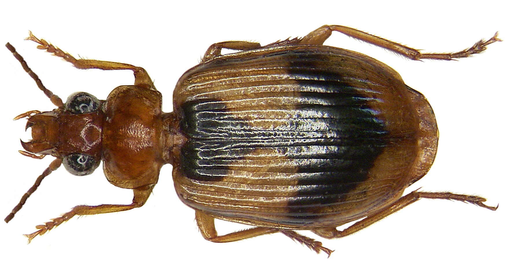 Plancia ëd Lebia (Lebia) darlingtoniana Baehr 2004